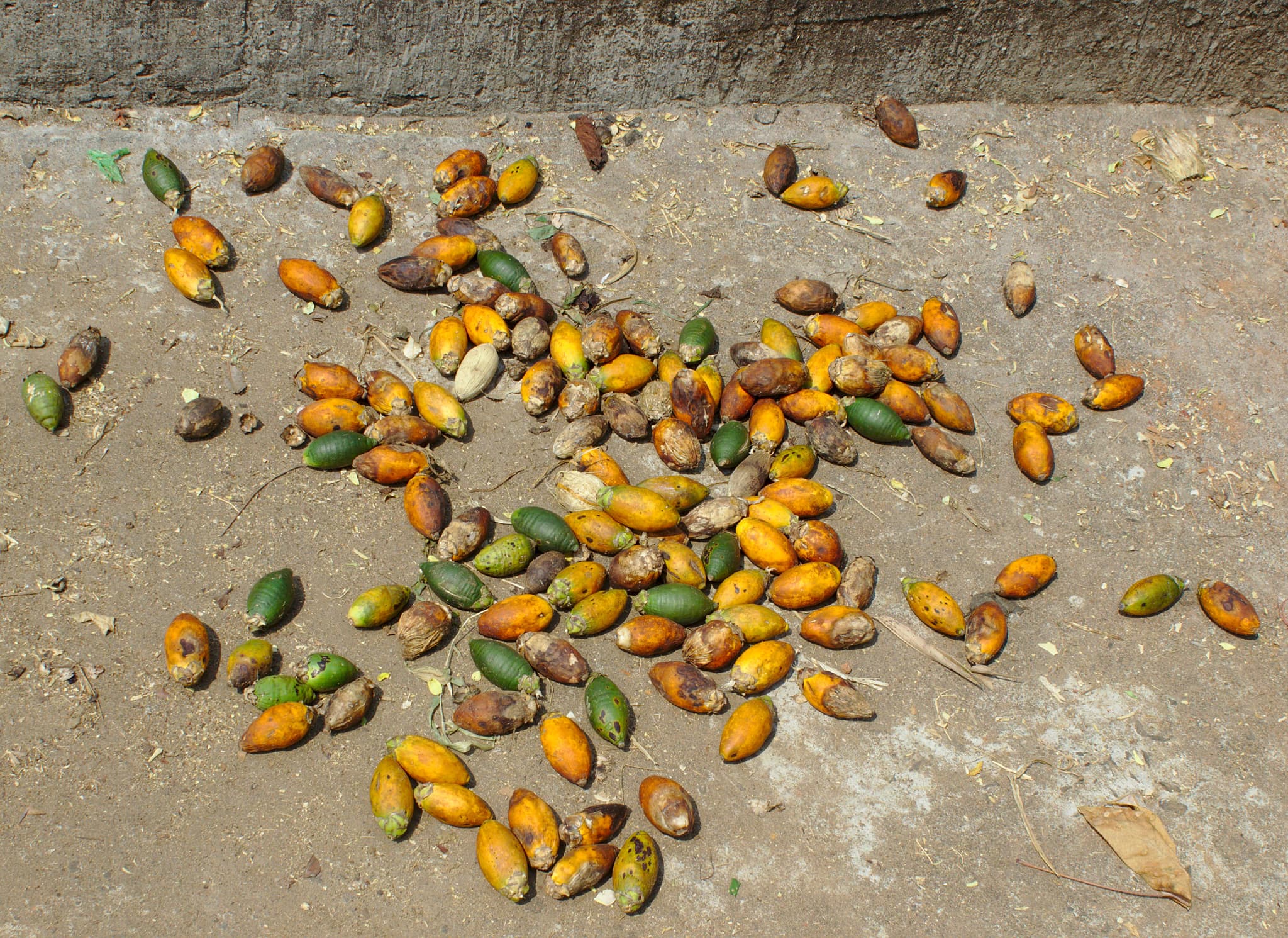 Supari / Areca Nut — image 3