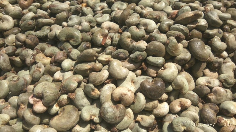 Raw Cashew Nuts — image 2