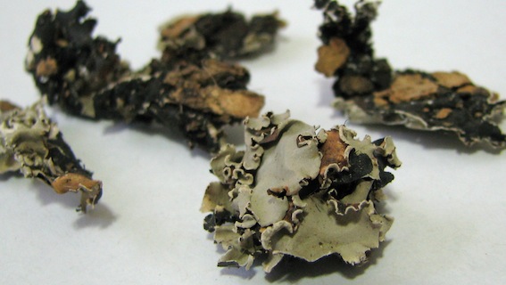 Stone Flower — image 2