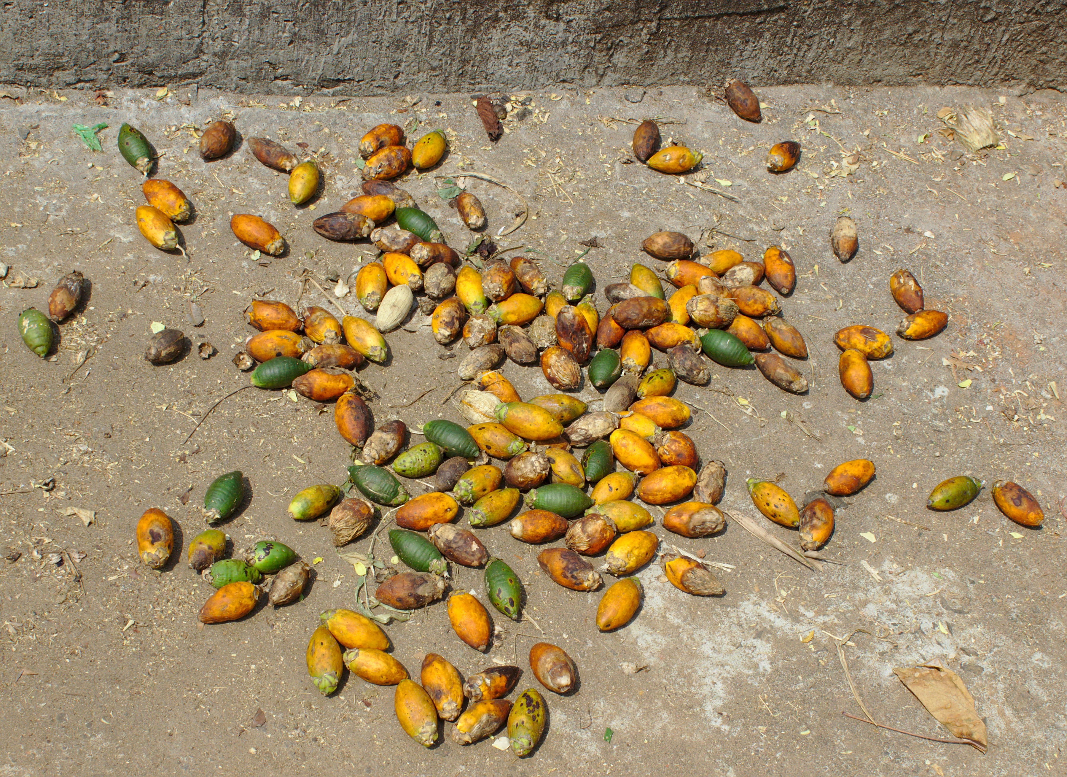 Supari / Areca Nut — image 2